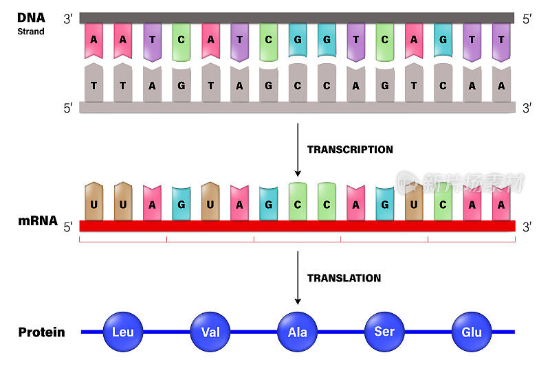 转录和翻译。DNA, mRNA和蛋白质。分子生物学。